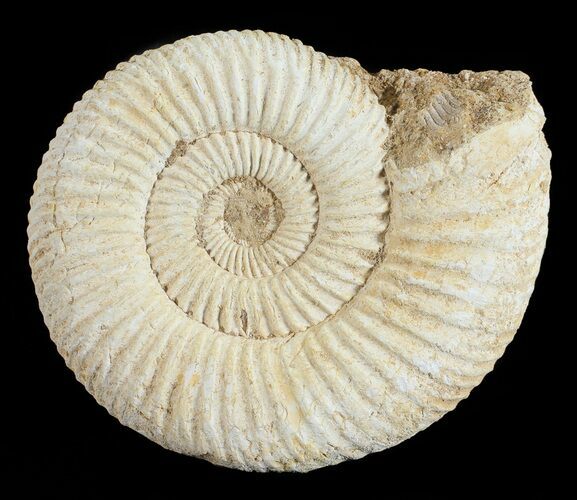 Perisphinctes Ammonite - Jurassic #54259